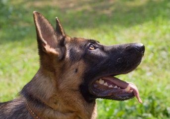 Temecula Obedience Training - German Shepherd